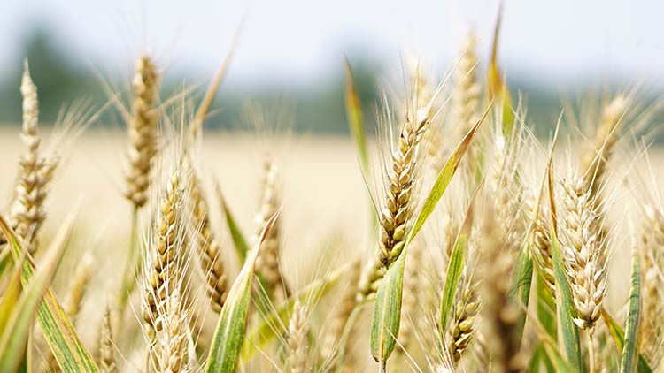Agrar Getreide